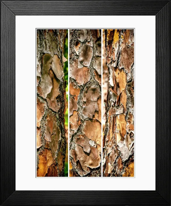 Framed Print : Close-up of the texture of a tree Framed Print : Close-up of the texture of a tree