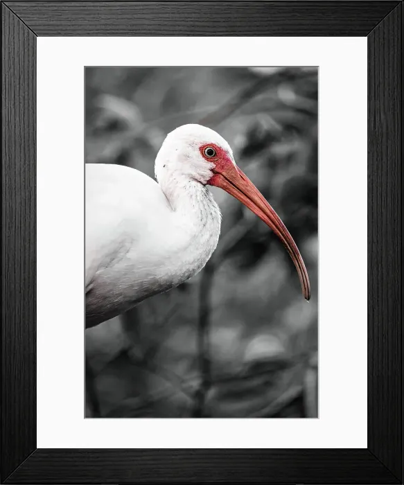 Framed Print : American White Ibis Framed Print : American White Ibis