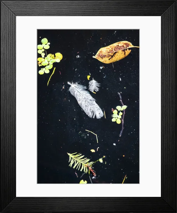 Framed Print : Detail of feather, leaves, aquatic plants, floating on water Framed Print : Detail of feather, leaves, aquatic plants, floating on water