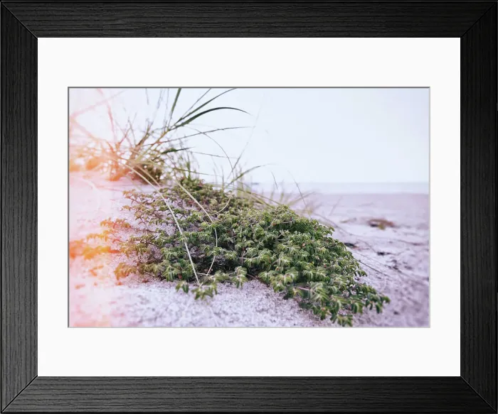 Framed Print : Green shrub on beach dune