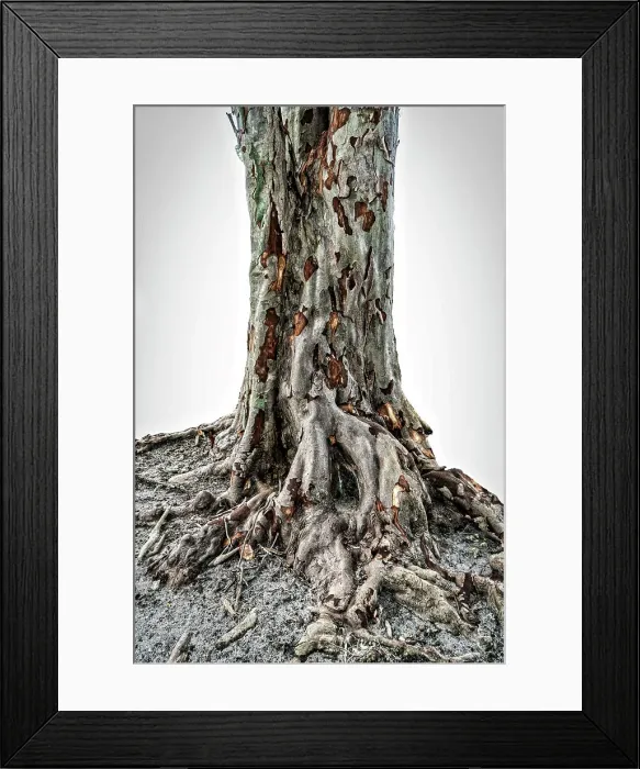 Framed Print : Close up of texture on a tree Framed Print : Close up of texture on a tree