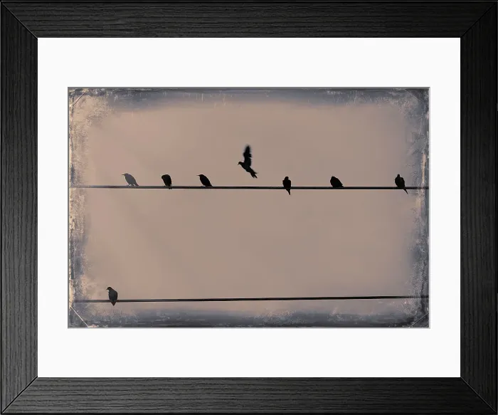 Framed Print : Birds on a telephone lines Framed Print : Birds on a telephone lines