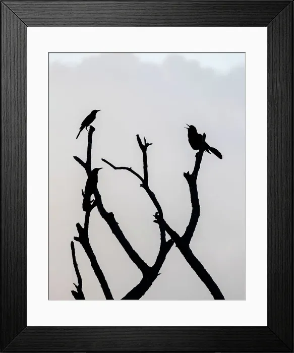 Framed Print : Bird singing on tree branch