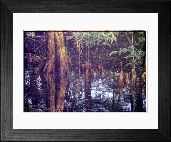 Framed Print : Trees in swamp Framed Print : Trees in swamp