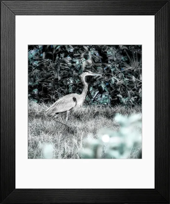 Framed Print : Abstract of Great Blue Heron