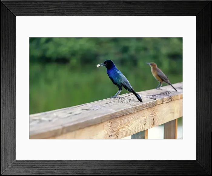 Framed Print : Male Boat-Tailed Grackle with food in mouth Framed Print : Male Boat-Tailed Grackle with food in mouth