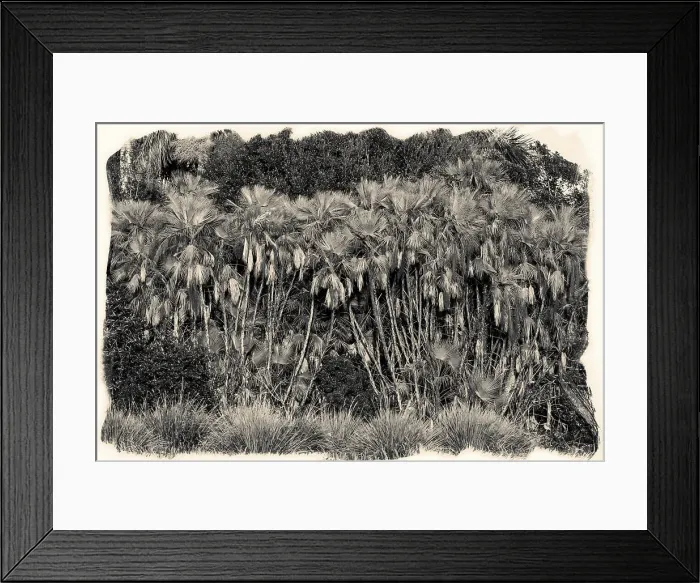 Framed Print : Cluster of exotic palm trees