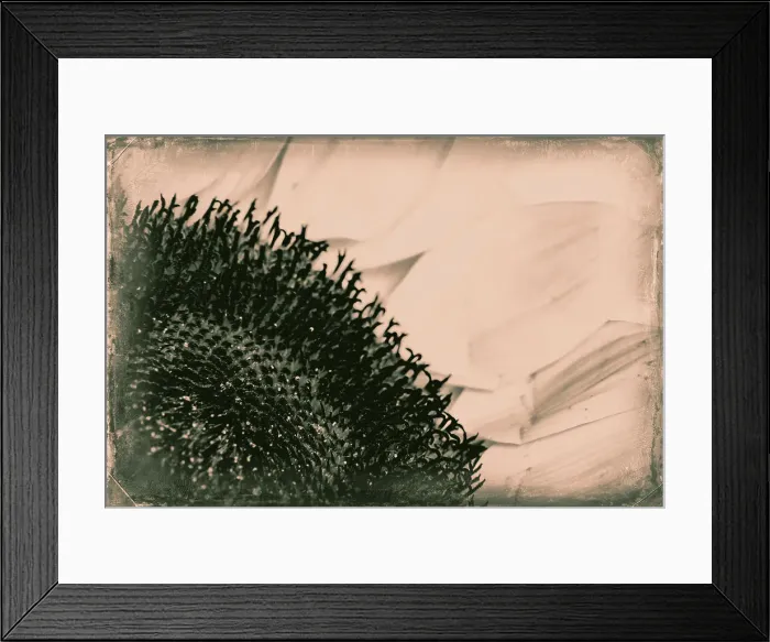 Framed Print : Abstract of sunflower Framed Print : Abstract of sunflower