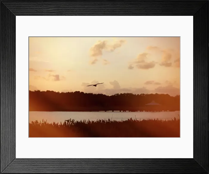 Framed Print : Serene view of bird flying over lake Framed Print : Serene view of bird flying over lake