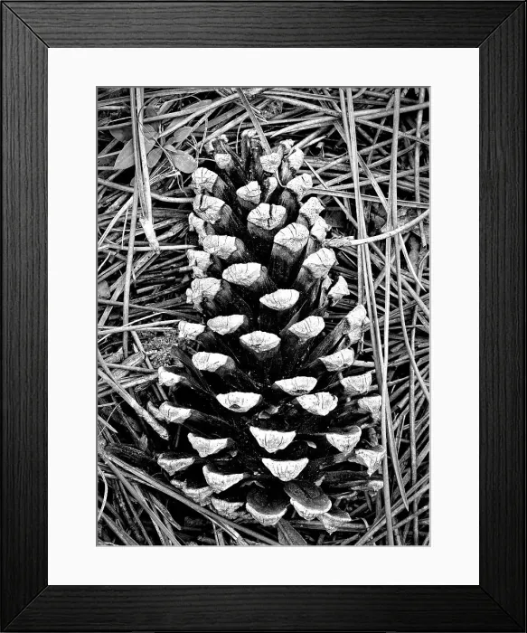 Framed Print : Pine cone Framed Print : Pine cone