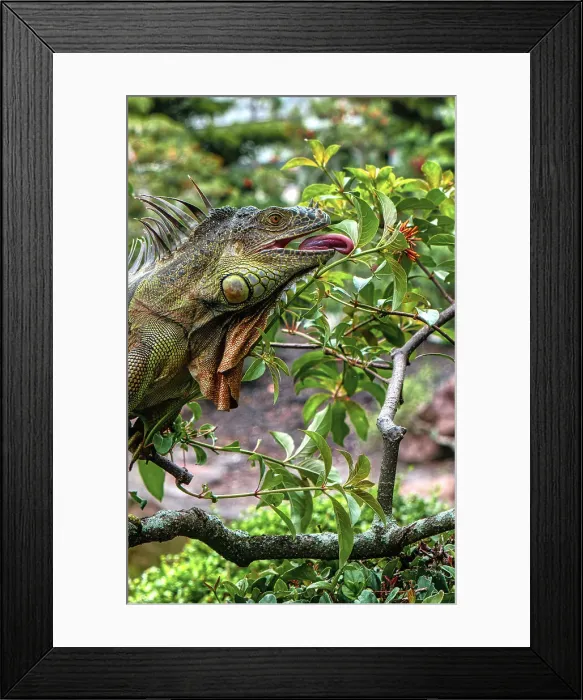 Framed Print : Close-up of iguana eating leaves on branches Framed Print : Close-up of iguana eating leaves on branches