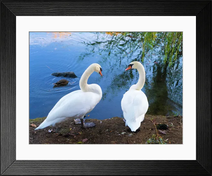 Framed Print : Two swans by lake