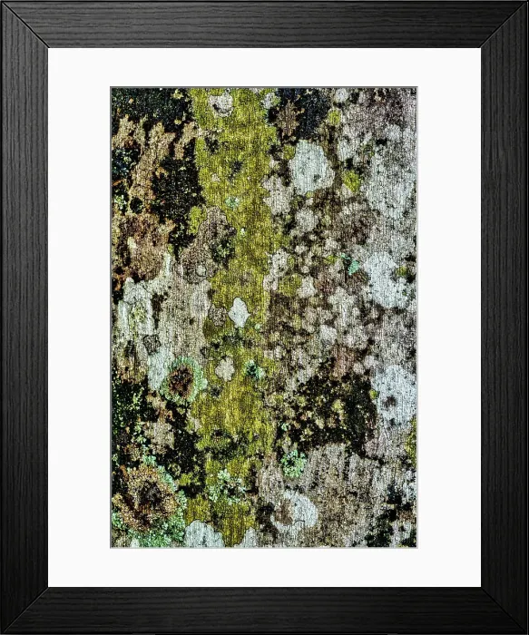 Framed Print : Lichens growing on tree