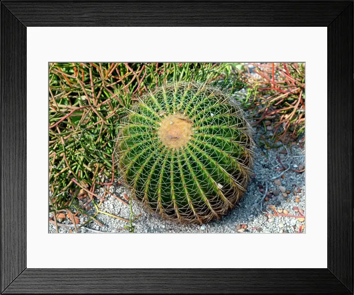 Framed Print : Florida, West Palm Beach, Mounts Botanical Garden