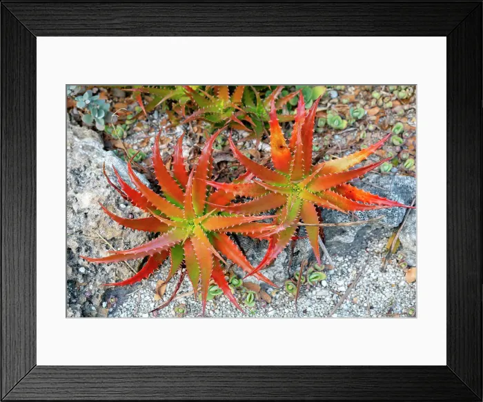Framed Print : Florida, West Palm Beach, Mounts Botanical Garden, Aloe Nobilis (Gold Tooth Aloe)
