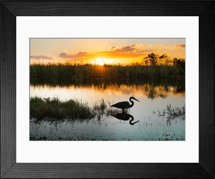 Framed Print : Florida, South Florida, Great Blue Heron at Everglades Framed Print : Florida, South Florida, Great Blue Heron at Everglades