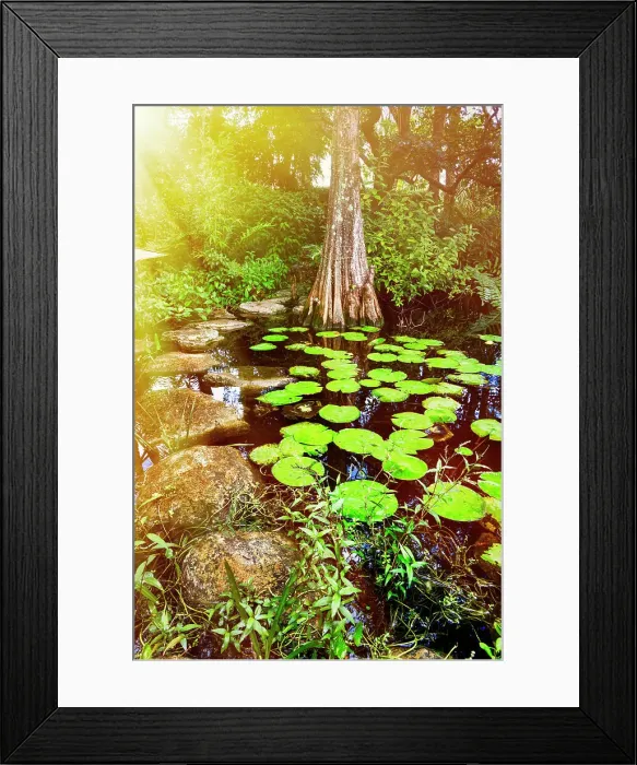 Framed Print : Florida, Palm Beach, Pan's Garden, cypress tree by lily pads Framed Print : Florida, Palm Beach, Pan's Garden, cypress tree by lily pads