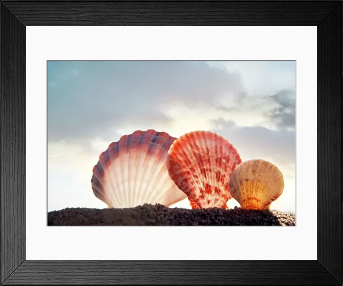 Framed Print : Seashells arranged on beach