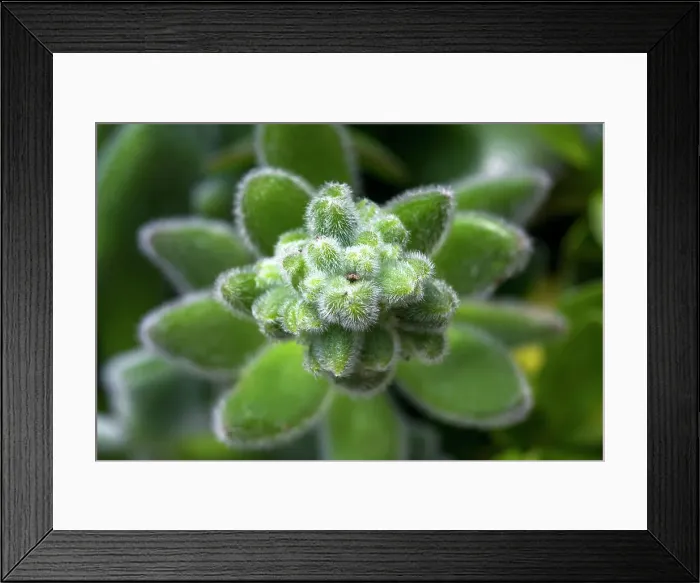 Framed Print : Close-up of succulent plant Framed Print : Close-up of succulent plant