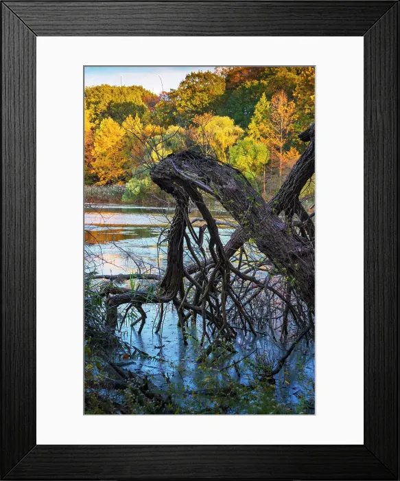 Framed Print : Dead tree in lake, colorful autumn trees in the background