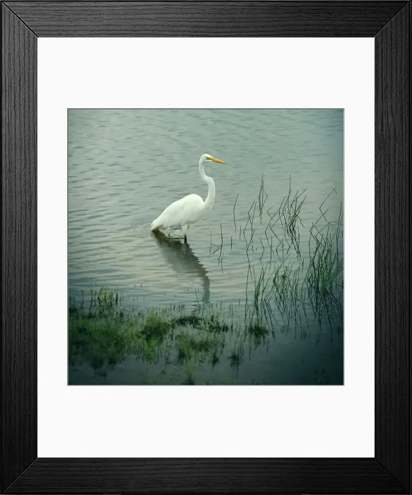 Framed Print : Great White Heron in lake Framed Print : Great White Heron in lake