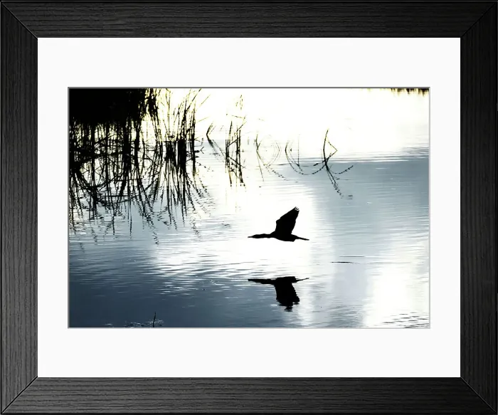 Framed Print : Flying duck with shadow over water Framed Print : Flying duck with shadow over water