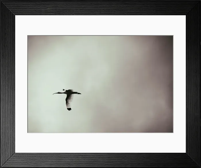 Framed Print : White Ibis in flight