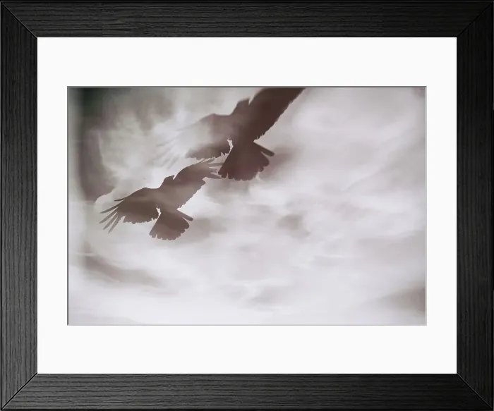 Framed Print : Ethereal view of birds in flight Framed Print : Ethereal view of birds in flight