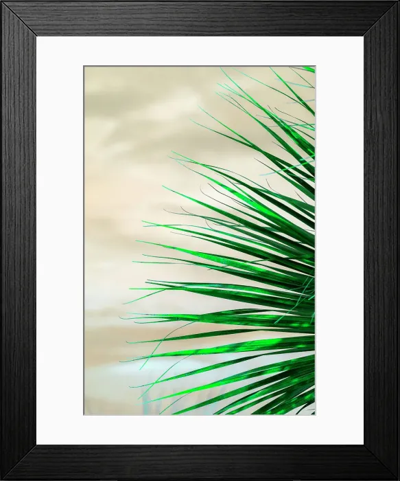 Framed Print : Detail of palm fronds