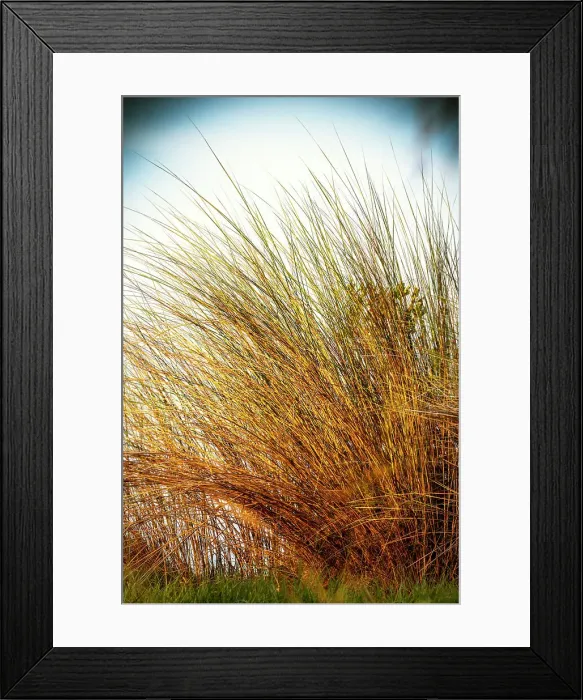 Framed Print : Detail of tall grass Framed Print : Detail of tall grass