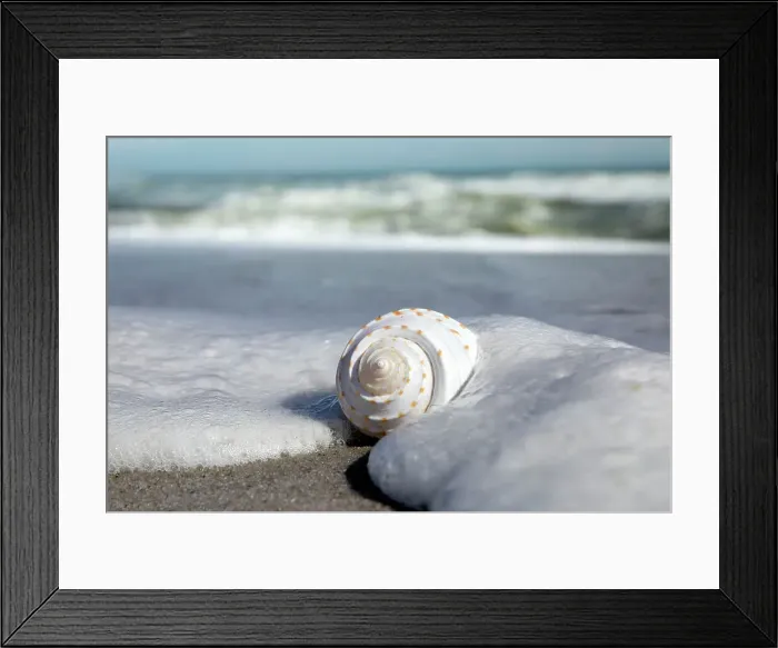 Framed Print : Sea foam covering shell on beach Framed Print : Sea foam covering shell on beach
