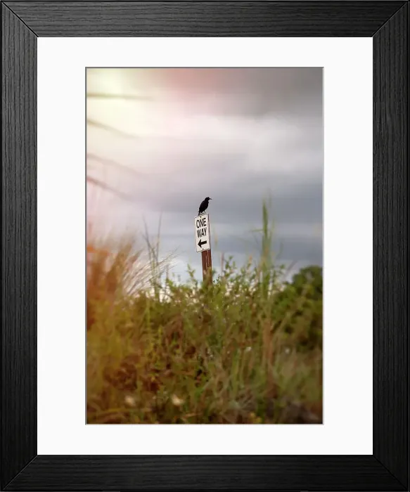 Framed Print : bird perched on a One Way traffic sign Framed Print : bird perched on a One Way traffic sign