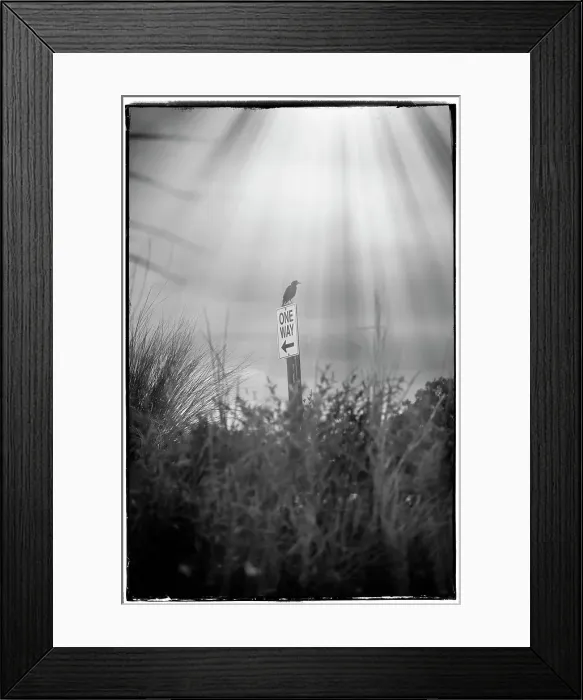 Framed Print : bird perched on a One Way traffic sign Framed Print : bird perched on a One Way traffic sign