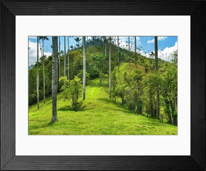 Framed Print : Colombia, Salento, Cocora Valley, Cocora National Park, Wax Palm Trees, Palma de Cera Framed Print : Colombia, Salento, Cocora Valley, Cocora National Park, Wax Palm Trees, Palma de Cera