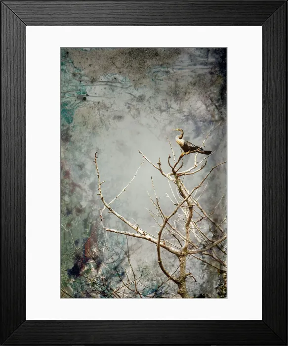 Framed Print : Anhinga water bird on tree branch Framed Print : Anhinga water bird on tree branch