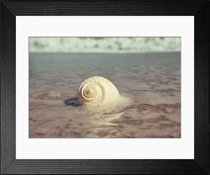 Framed Print : Sea foam and shell on beach
