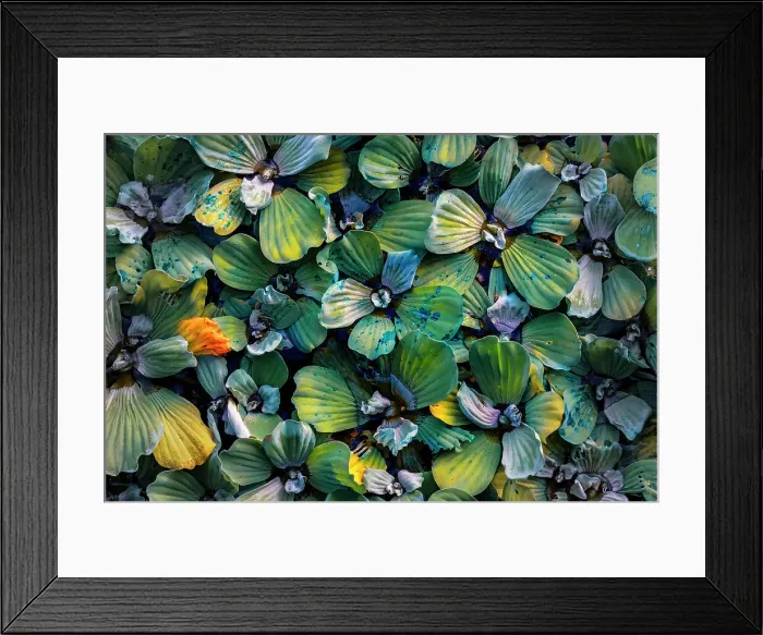 Framed Print : Closeup of Pistia aquatic plant