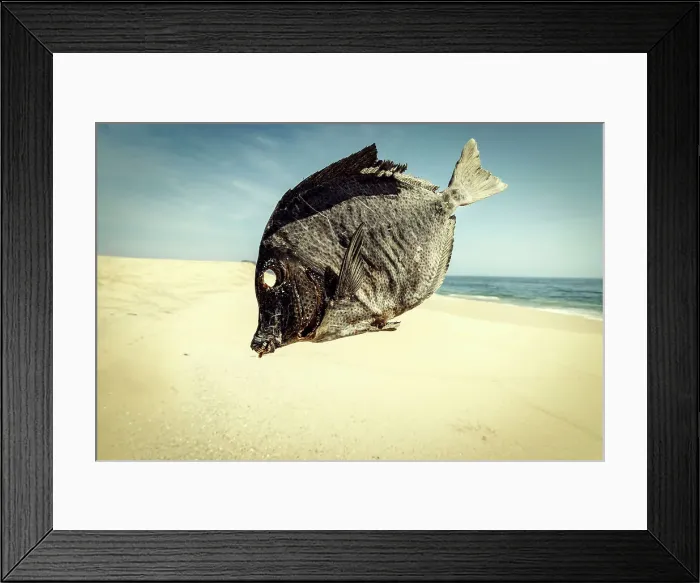 Framed Print : Dead Fish, Todos Santos Beach