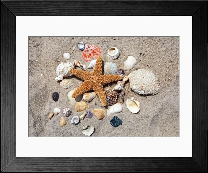 Framed Print : Seashells, Starfish, and shells arranged on beach