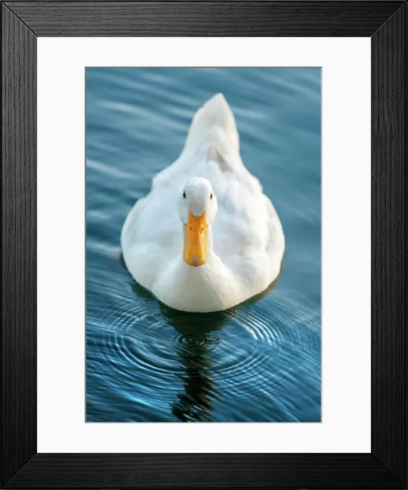 Framed Print : Florida, Orlando, Lake Eola and duck Framed Print : Florida, Orlando, Lake Eola and duck