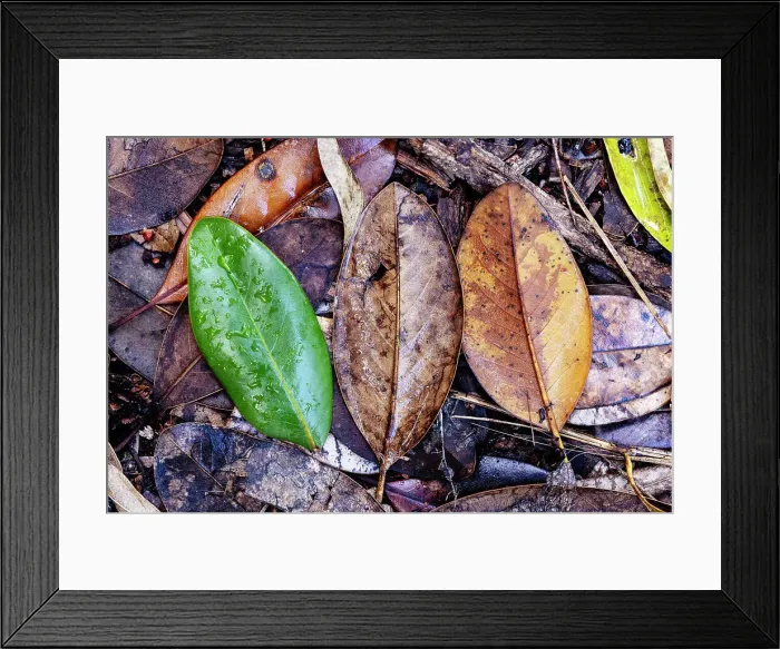 Framed Print : Three colorful leaves on floor Framed Print : Three colorful leaves on floor