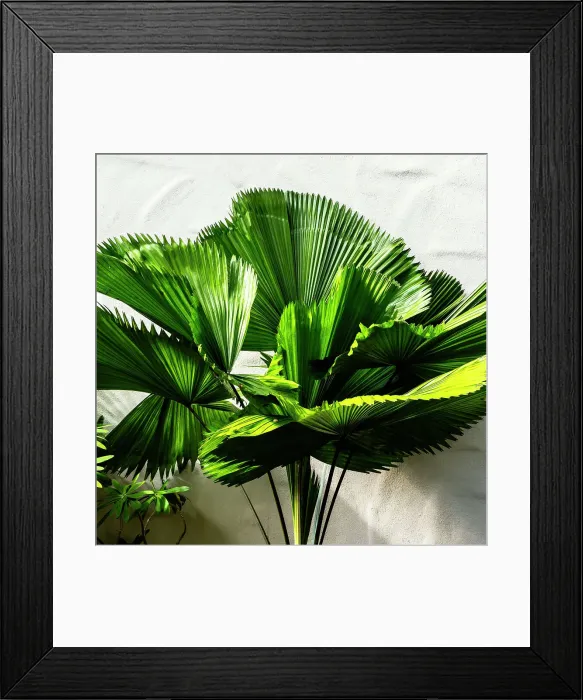 Framed Print : Artistic view of fan palm Framed Print : Artistic view of fan palm