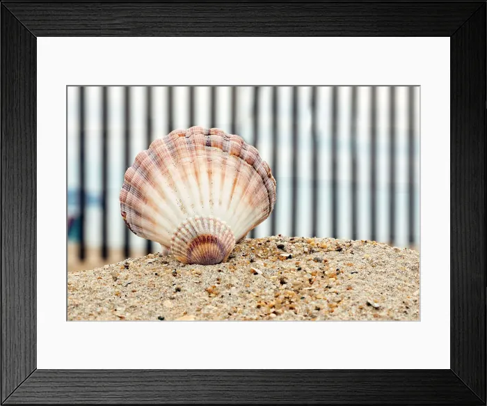 Framed Print : Seashell on beach Framed Print : Seashell on beach
