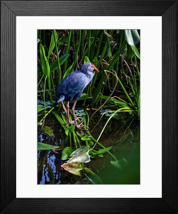 Framed Print : Gray-headed swamphen (Porphyrio poliocephalus) Framed Print : Gray-headed swamphen (Porphyrio poliocephalus)