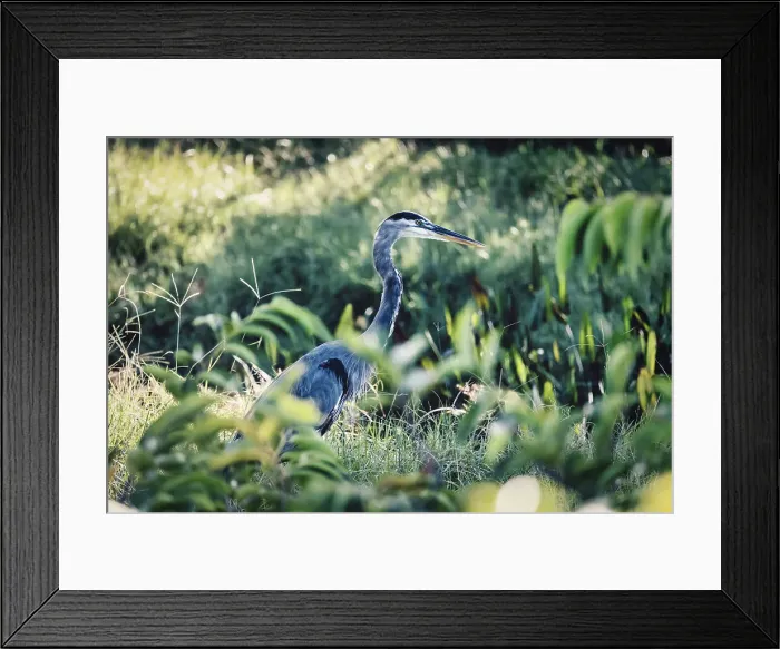 Framed Print : Portrait of Great Blue Heron in its natural habitat Framed Print : Portrait of Great Blue Heron in its natural habitat