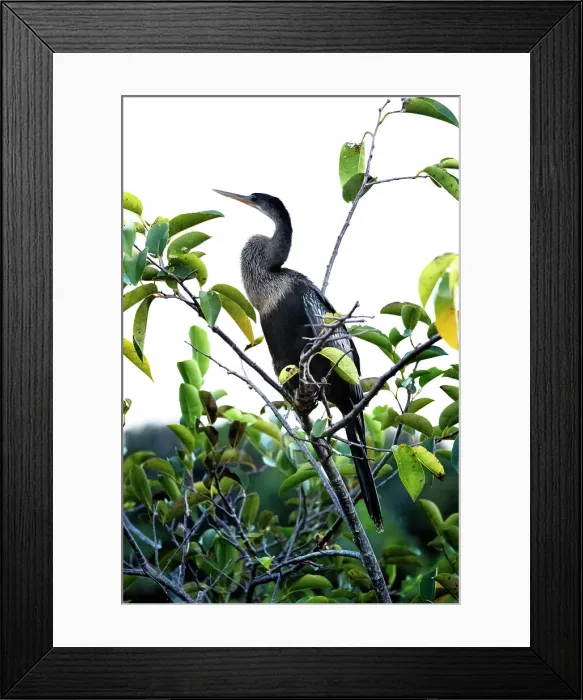 Framed Print : Anhinga perched on tree branch