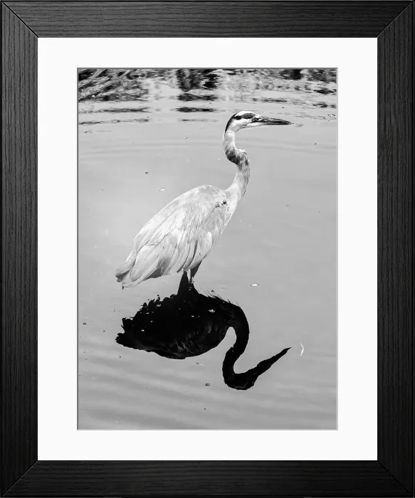 Framed Print : Artistic portrait of the Great Blue Heron Framed Print : Artistic portrait of the Great Blue Heron