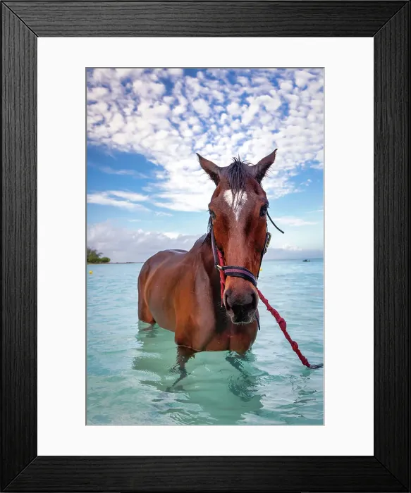 Framed Print : Barbados, Pebbles Beach, wild horse in water Framed Print : Barbados, Pebbles Beach, wild horse in water