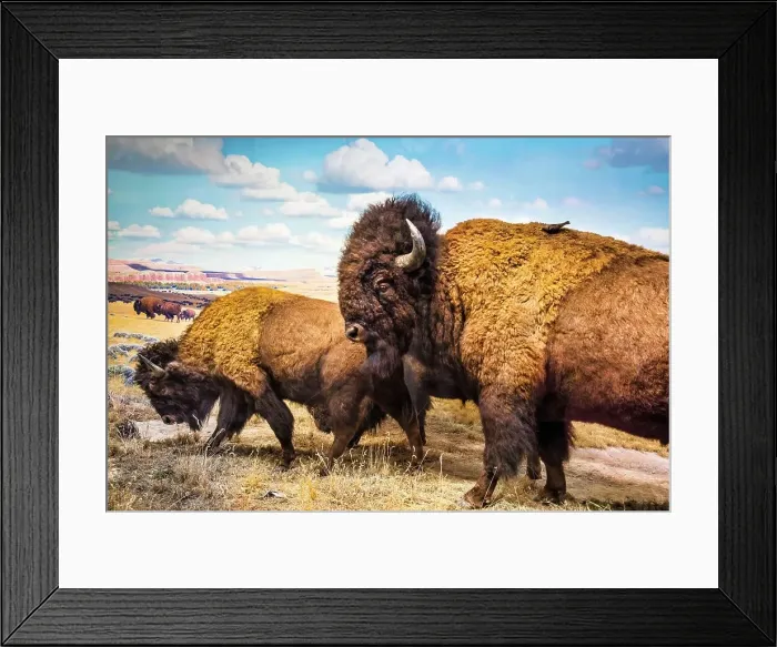 Framed Print : New York City, American Museum of Natural History, American Bison exhibit Framed Print : New York City, American Museum of Natural History, American Bison exhibit