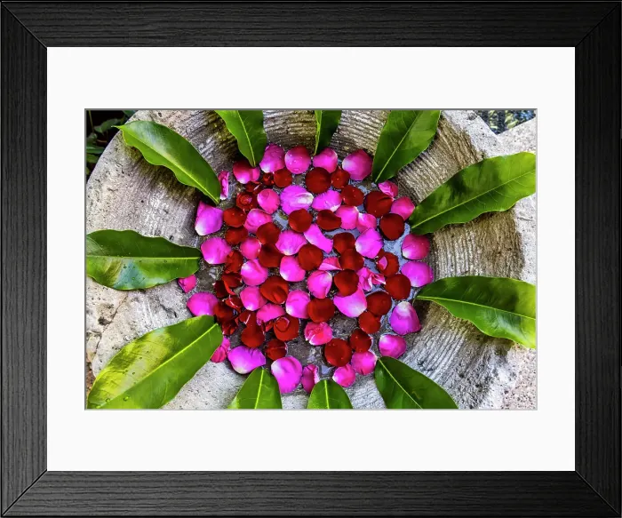 Framed Print : Rose petals and Green Leaves Zen like arrangement Framed Print : Rose petals and Green Leaves Zen like arrangement